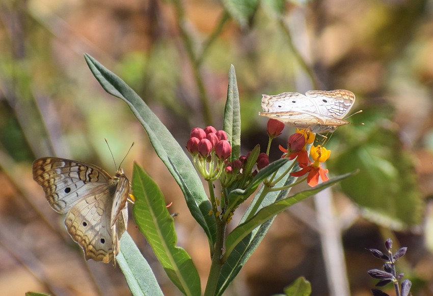 White peacock butterflies land on tropical milkweed.