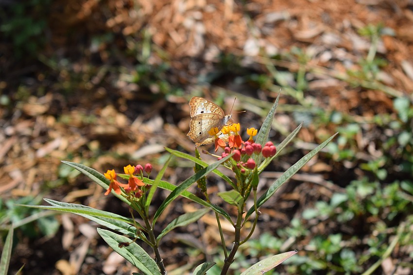 The Del Webb of Lakewood Ranch Community Butterfly Garden includes a white peacock butterfly landing on a tropical milkweed.