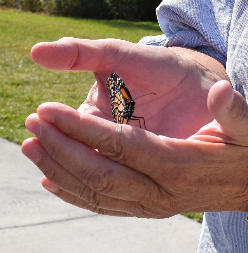 Del Webb's Joette Robin releases a monarch butterfly.