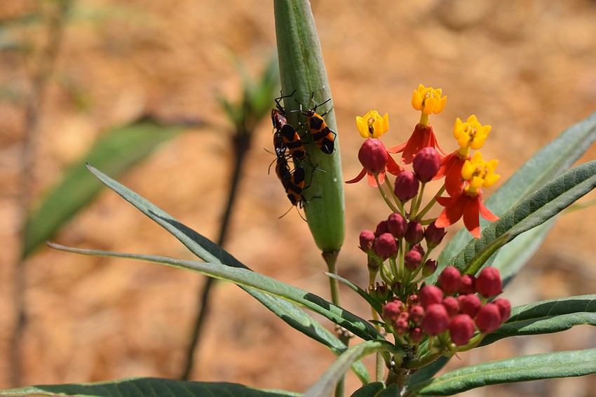 A milkweed bug feeds on a tropical milkweed seed pod.