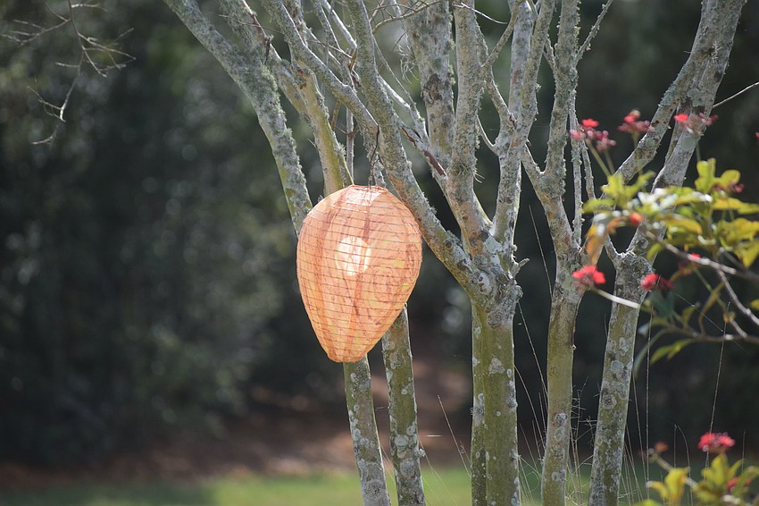 A fake wasps nest tries to convince wasps to go elsewhere. Wasps, which usually won't build a nest where one exists, are harmful to the caterpillars.