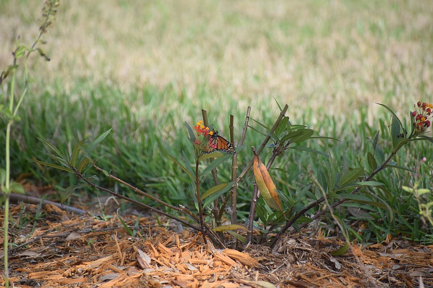 A monarch butterfly lands on tropical milkweed.