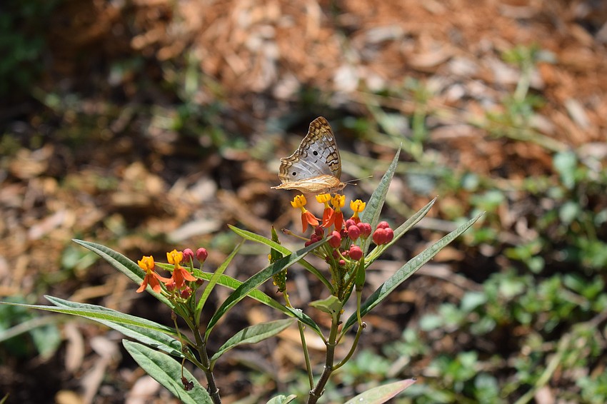A white peacock butterfly enjoys the tropical milkweed.
