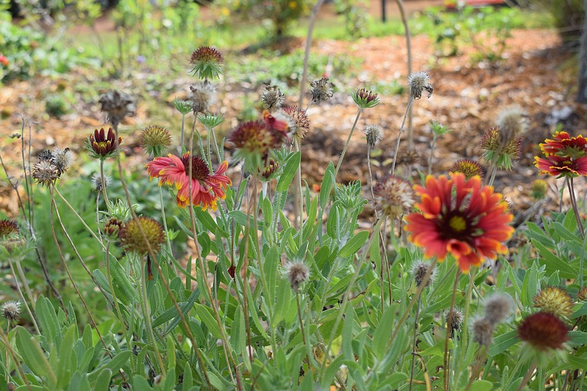 The blanket flower is a nectar plant that adds to the beauty of the garden.