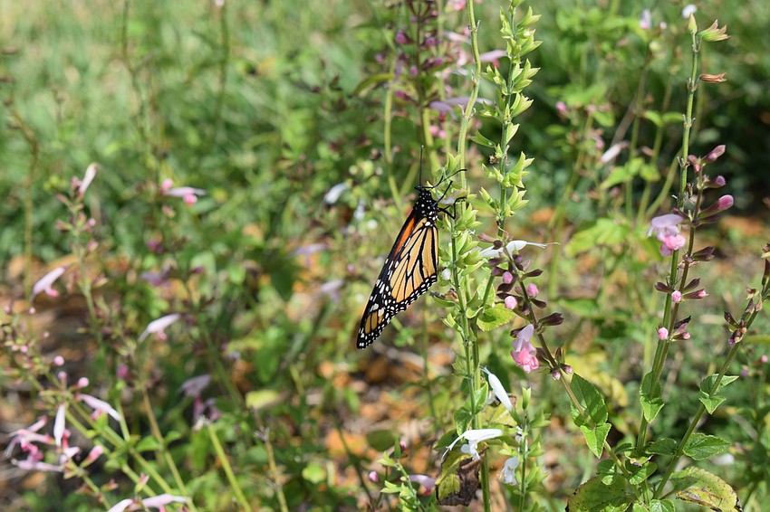 A monarch butterfly lands on a native tropical sage plant in the Del Webb Community Butterfly Garden.