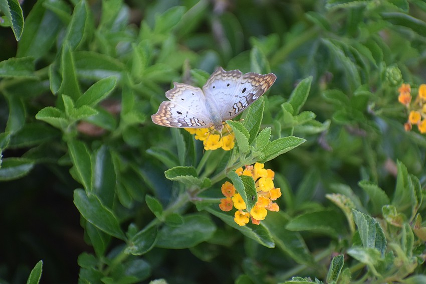 A white peacock butterfly on a tropical milkweed.
