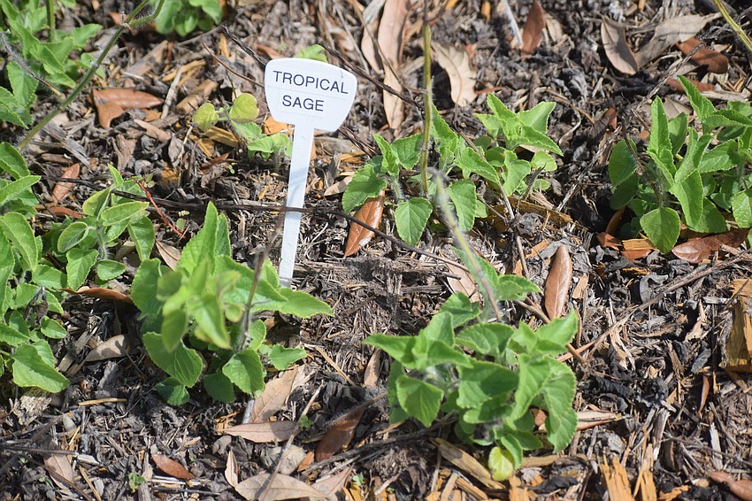 Tropical sage is market for the residents.
