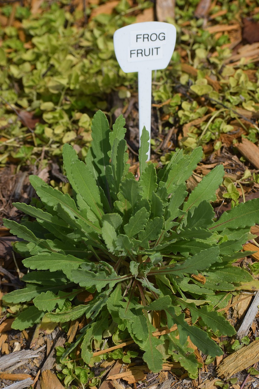 Texas frogfruit is used as ground cover.