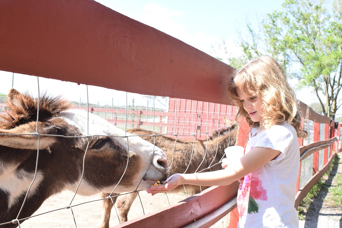Sarasota&#39;s Samaya Leger, who is 7 years old, feeds a miniature Sicilian donkey.