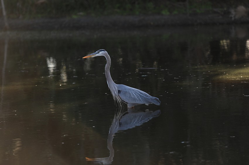 You will see so many birds at the preserve.