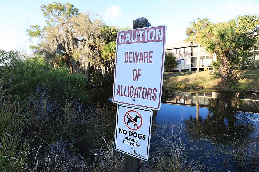 No alligators to be seen — for now.
