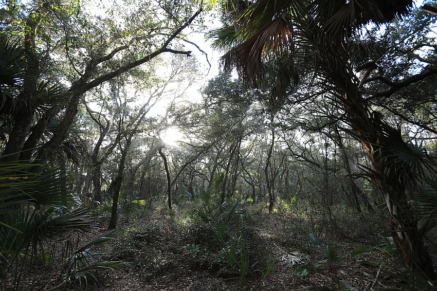The Red Bug Slough has several quiet landscapes to enjoy.