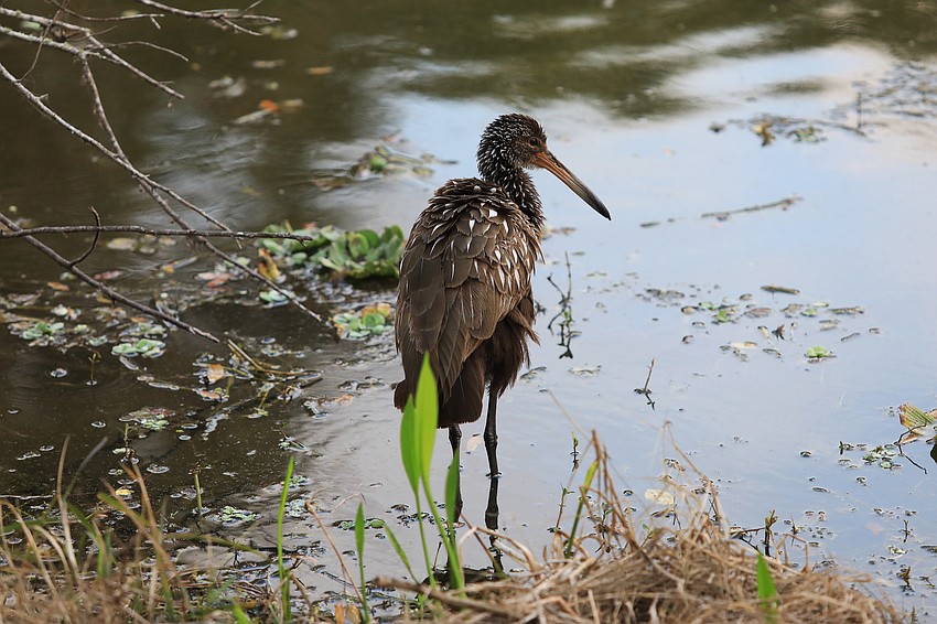 You will see so many birds at the preserve.