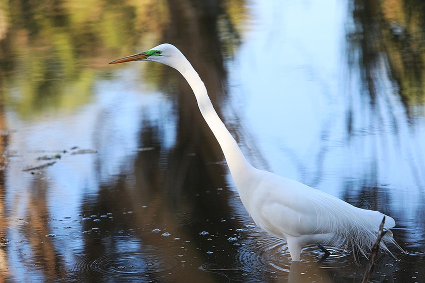 You will see so many birds at the preserve.