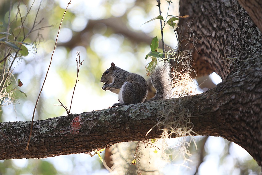 Squirrels are common at the preserve, but where aren't they?