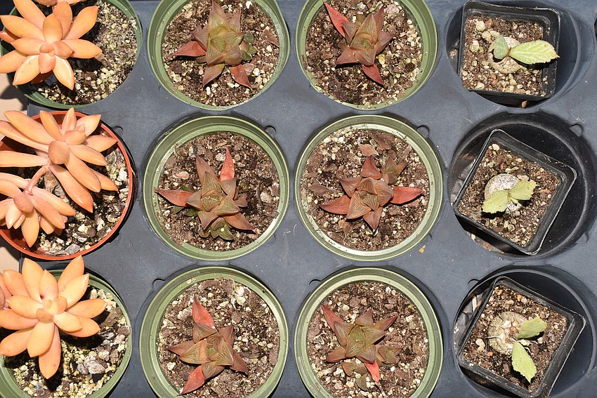 Students chose from a myriad of small succulents to put in their pots.