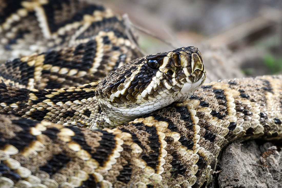 As predators in the food web, Eastern diamondback rattlesnakes help maintain healthy ecosystems by keeping prey populations, such as rodents, in balance. (Photo by Miri Hardy)