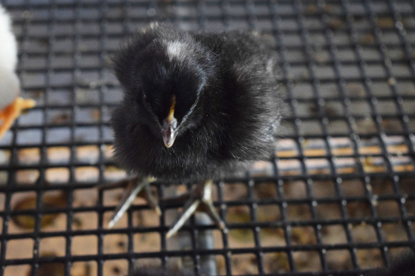 Chicks are welcomed into the Myakka City Elementary School family.