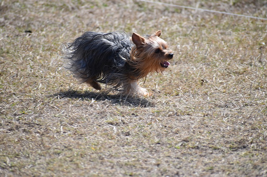 A Yorkshire terrier, Sparky, runs free in an area designated to let dogs play.