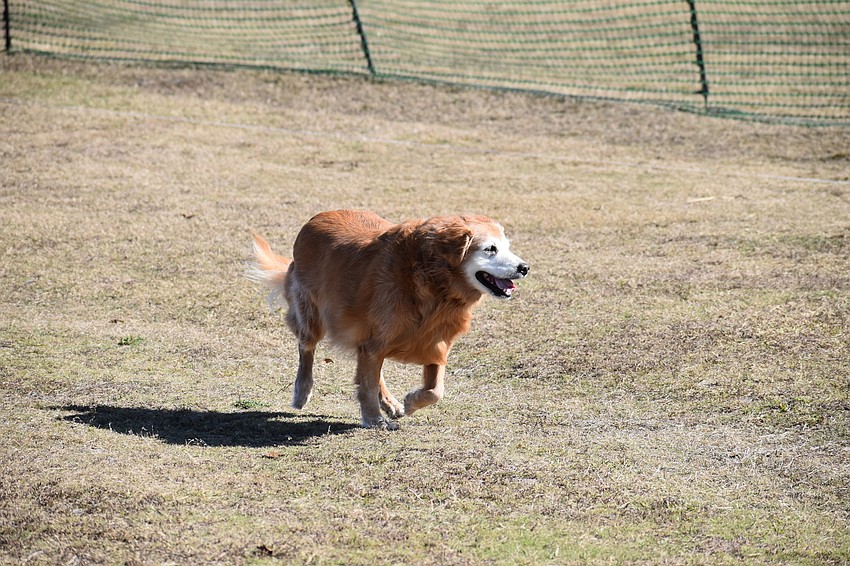 Caroline, the golden retriever of Bob Clinkingbeard and Pamela Kluge from Ellenton, chases a toy.