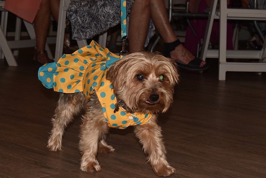 Pippa stuns in a dress with a matching leash.
