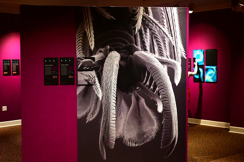 This may look like a sci-fi creature, but it's actually an enlarged scanning electronic microscope image of a goblin spider. (Photo: Spencer Fordin)