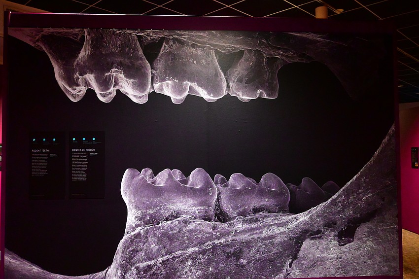 Is that an alien landscape? No, it's the dental structure of a now extinct rodent that lived about 16 million years ago. (Photo: Spencer Fordin)