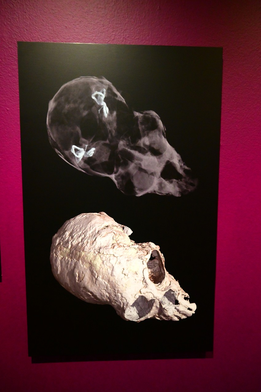 This is a two-inch long fossilized skull of a 20 million year old primate, and the CT scan allowed scientists to peer inside without damaging the object. (Photo: Spencer Fordin)