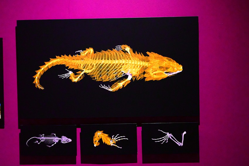 This armadillo lizard is known for rolling into a ball to protect itself, and the CT scan shows the animal's bony armor plates. (Photo: Spencer Fordin)