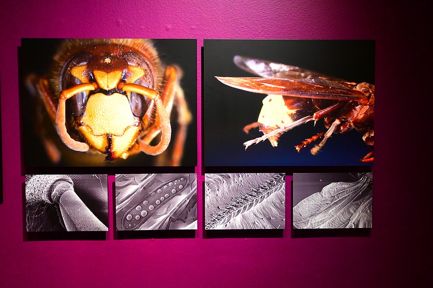 How can you tell the difference between a yellowjacket and a wasp? By blowing up images of them and examining microscopic features not visible to the human eye. (Photo: Spencer Fordin)