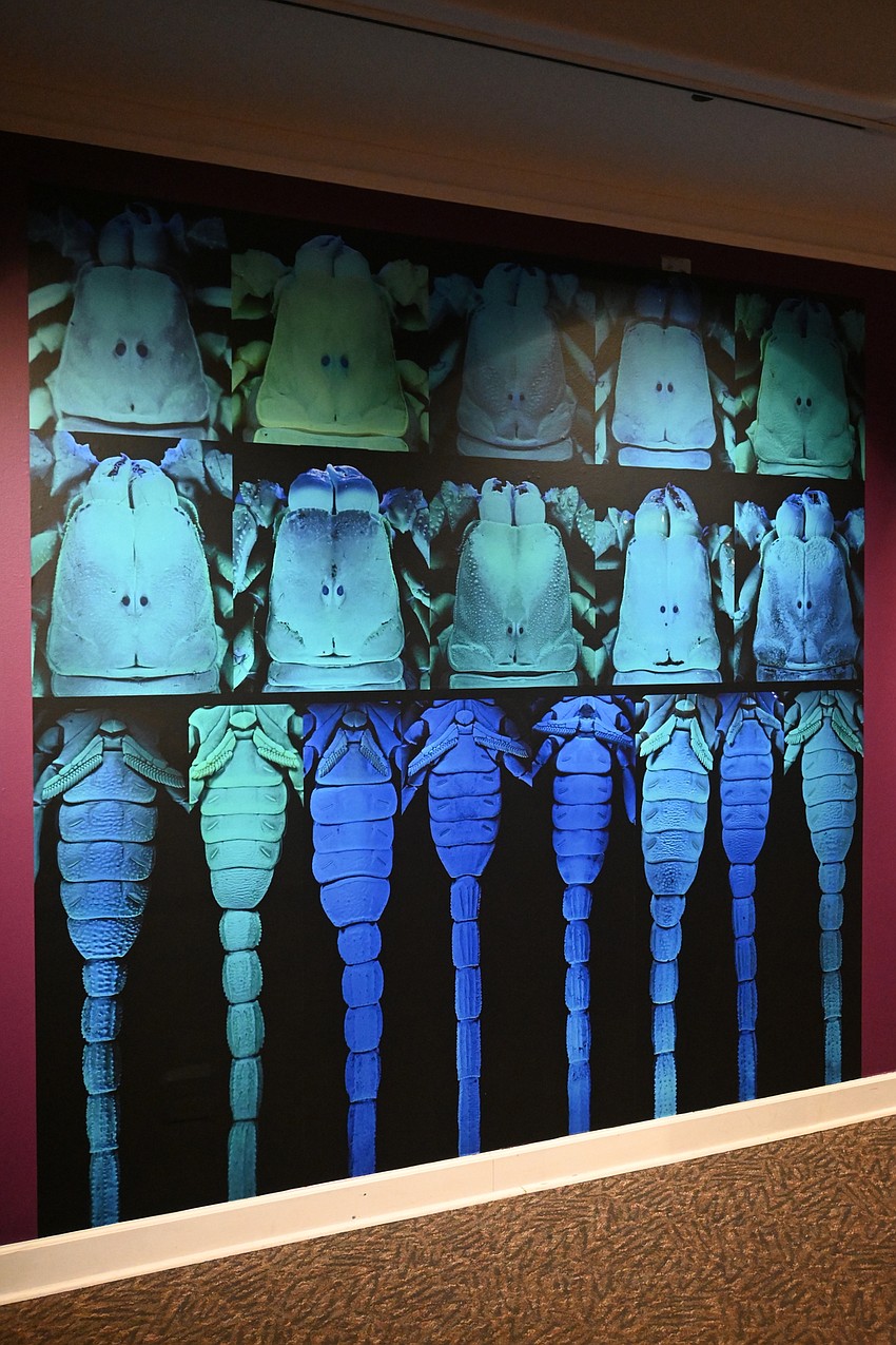 An arachnologist with the Museum of Natural History used imaging to identify differences between scorpions. (Photo: Spencer Fordin)