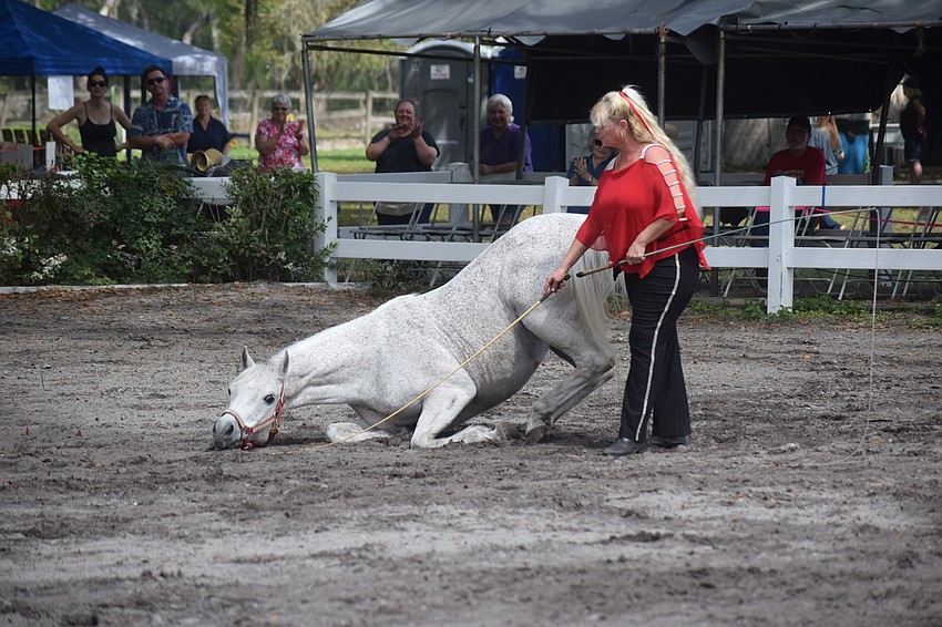 The Arabian gelding Damascus performs for Jodi Fulbright during 