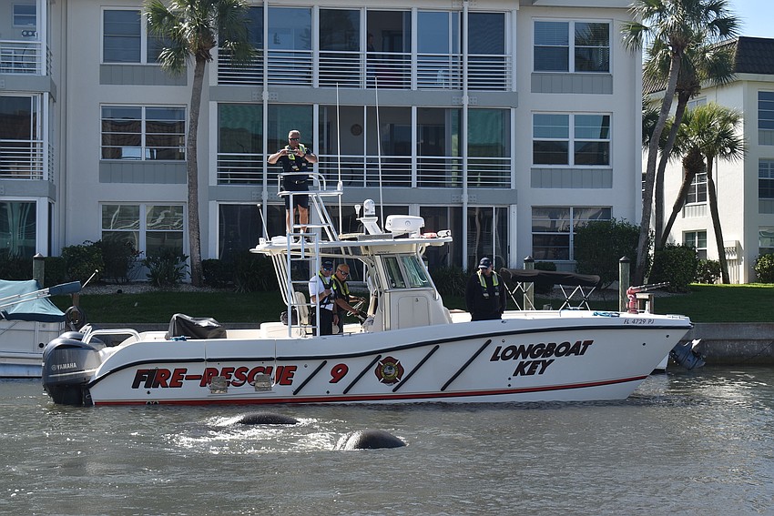 Manatees surface near the fire department's boat.