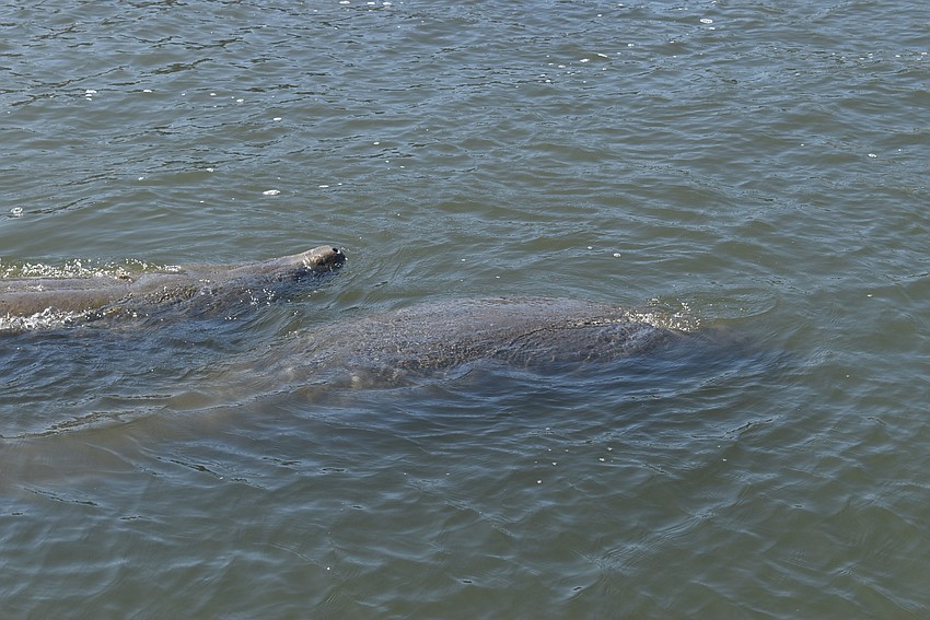 Several manatees swam in the harbor during the blessing.