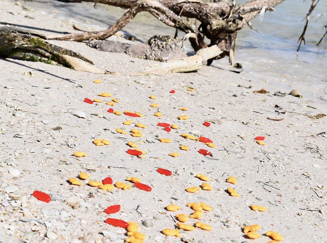One caller reported seeing tiny, perfectly shaped orange fish in a trail along the surfline in front of the Diplomat Resort. Others reported slightly larger, translucent fish in red as far south as the Quick Point Park.