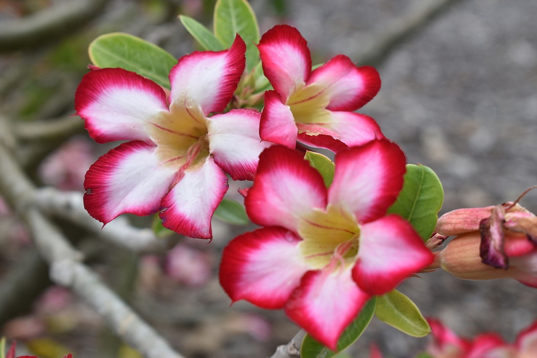 Frangipani flowers are easy to spot in Joan Durante Park.