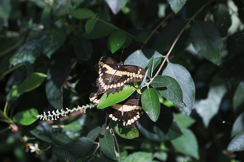 Families were able to see butterflies at the garden.