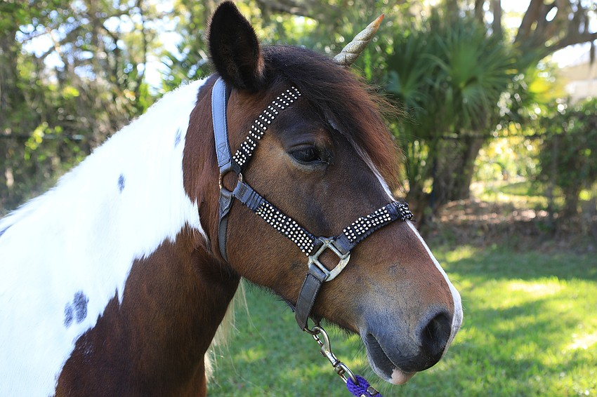 Filly Girl was the day's 