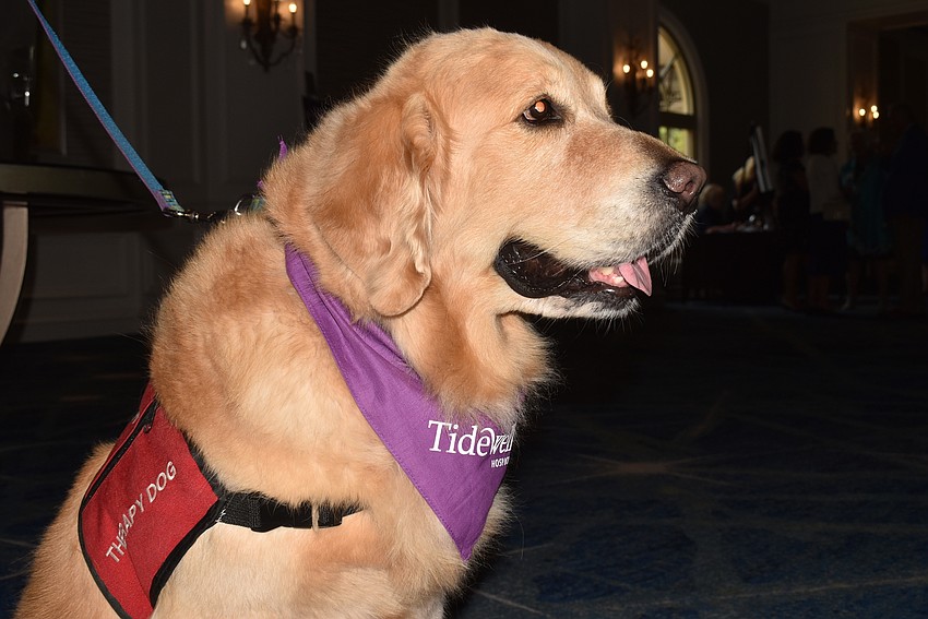 Cracker the therapy dog made the rounds before the luncheon started.