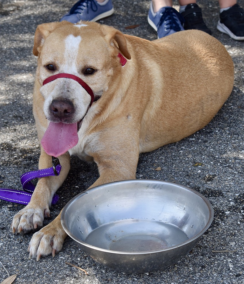 Lulu, an 11-year-old Lab mix, is an adoptee from Satchel's Last Resort. Lulu is owned by Heather Horst.