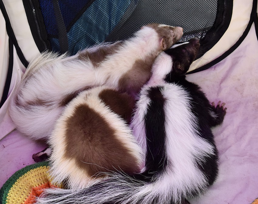 Florida Skunk Rescue had some skunks on display in a play pen.