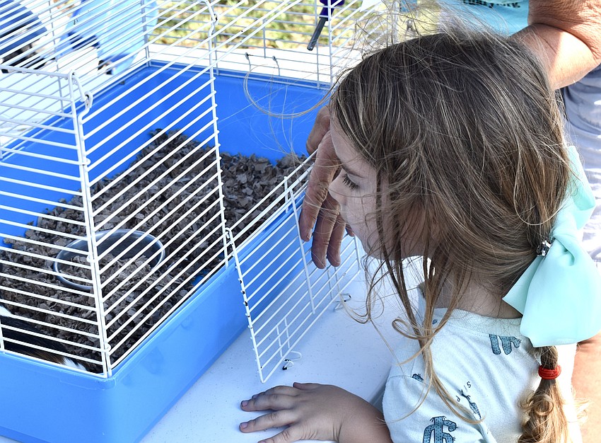 Maven Heggan, 3 1/2, peers into a guinea pig's cage.