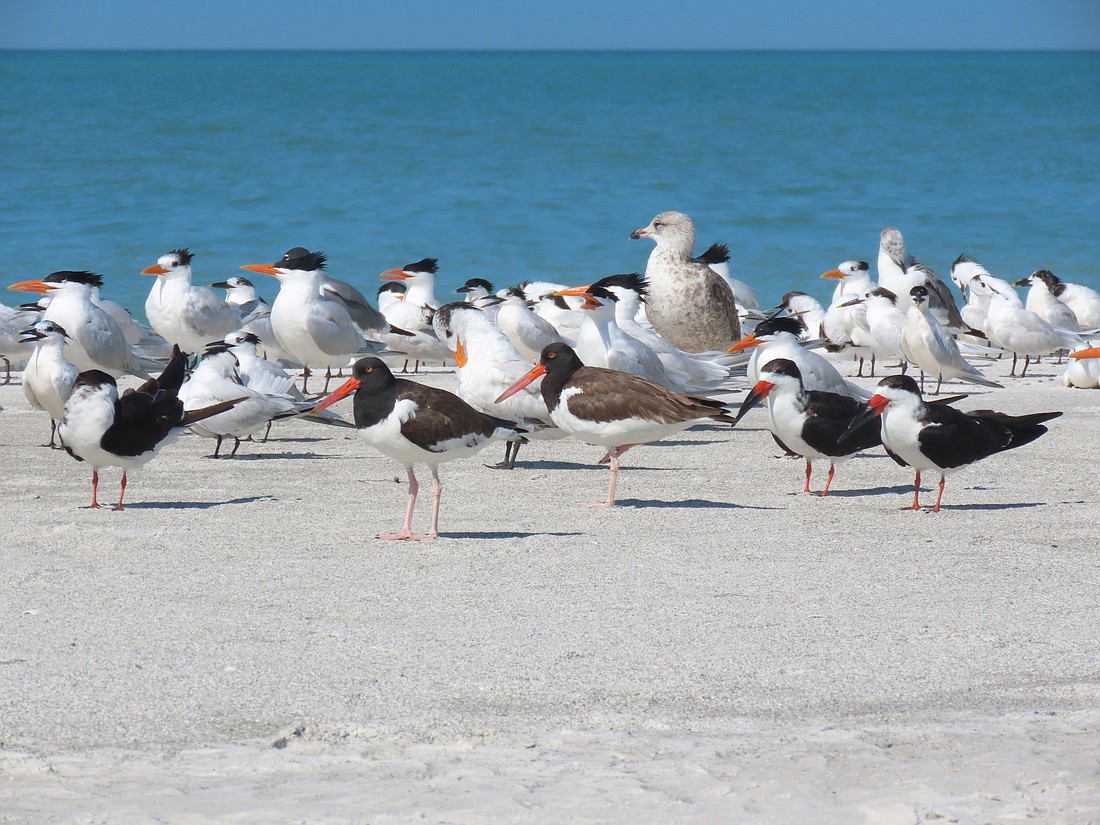 American oystercatchers, black skimmers and royal terns on Anna Maria Island recently. Courtesy of Kylie Wilson.