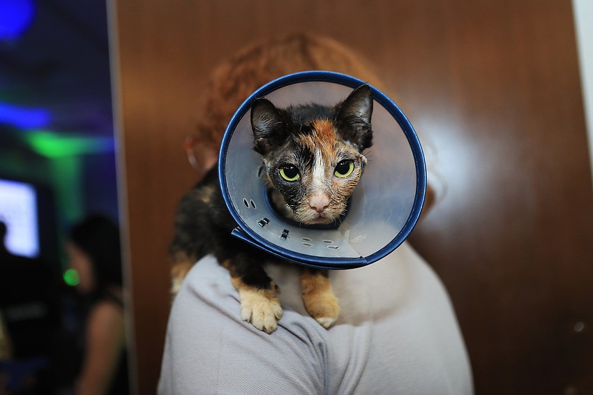 Sydney the cat had her story told during the program.