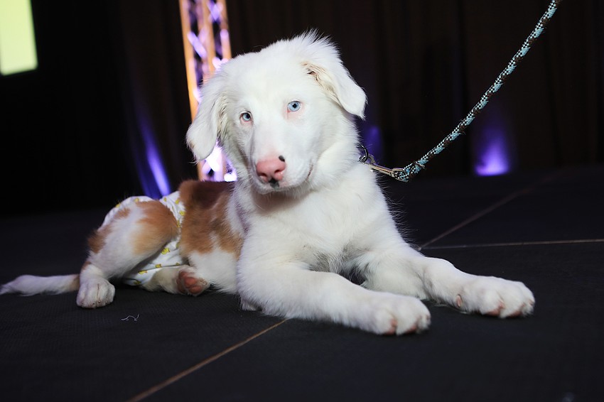 Evey the dog was brought on stage during the program.