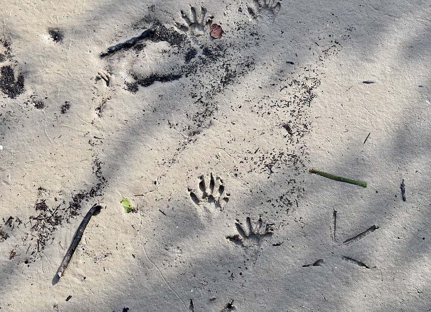 The  human volunteers were not alone on Sister Keys on Saturday.