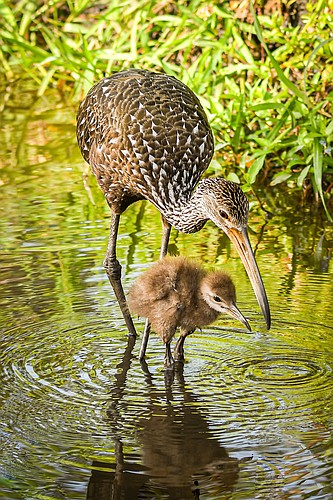 Down-covered limpkin chicks leave the nest within a day after hatching, with both parents protecting and feeding them until they can fly. (Photo courtesy of Miri Hardy)