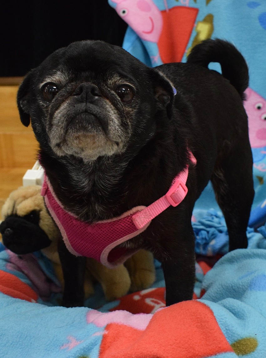 Dixie Cup, a pug, can't wait to meet students and teachers at Tara Elementary School.