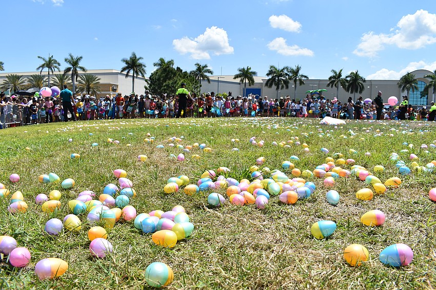 Hundreds of plastic eggs are distributed across the ground for each hunt.