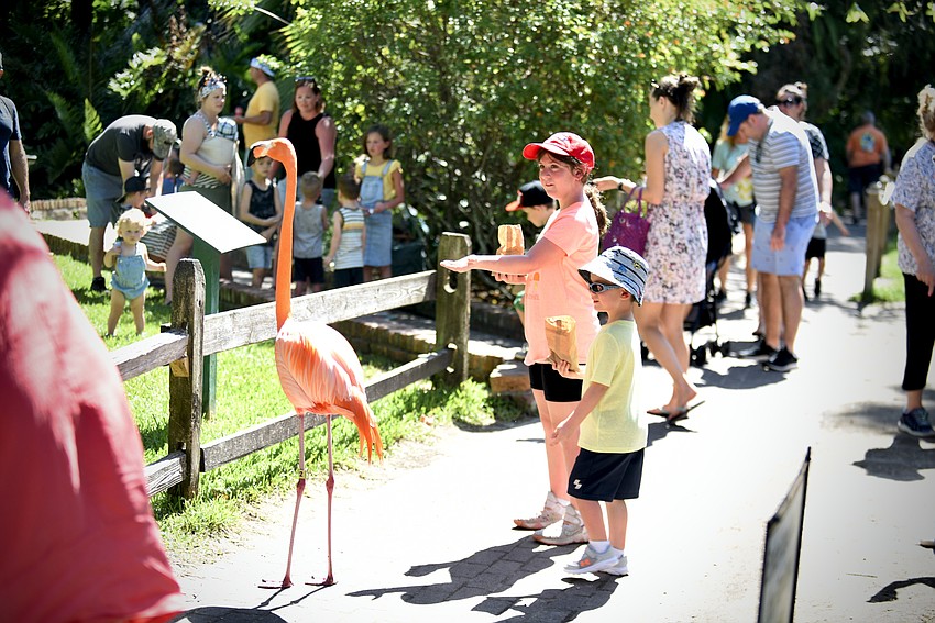 One of the garden's famed flamingoes passes by the egg hunters.